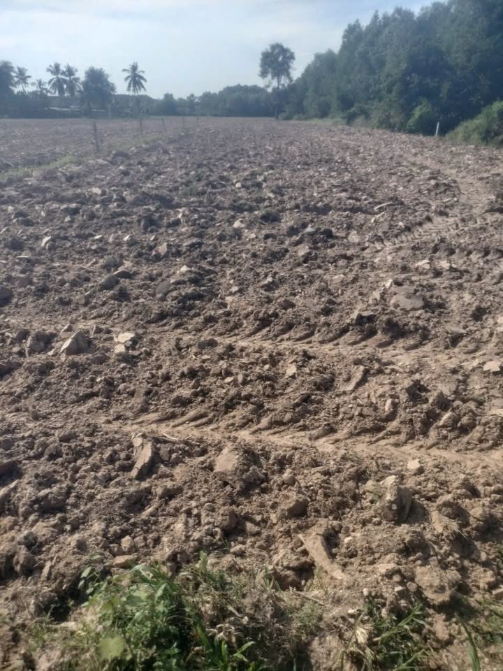 Đất Vườn Tây Ninh 1200m² - Sổ Đỏ Cây Lâu Năm, Giá Thỏa Thuận