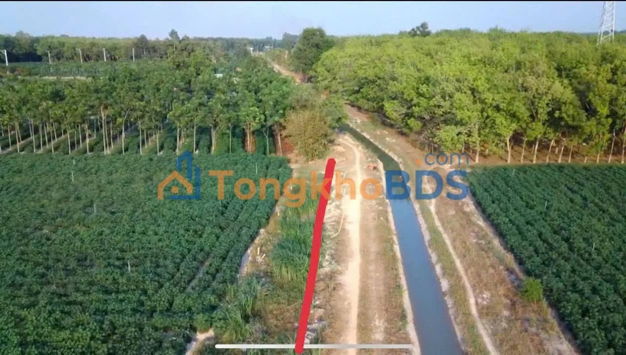 Bán Gấp Farm 1.4ha Sổ Hồng - Mặt Tiền Kênh 145m Tại Tân Biên, Tây Ninh