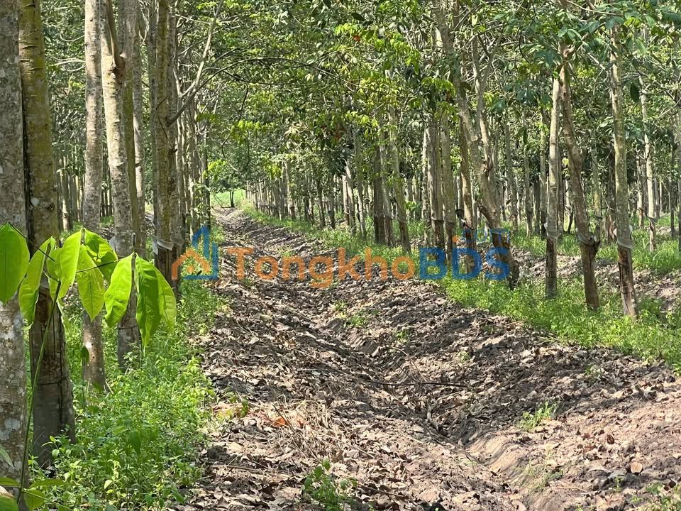 Bán Đất Vườn Tân Biên, Tây Ninh - 2 Mẫu Sẵn Sổ, Gần Đường Nhựa