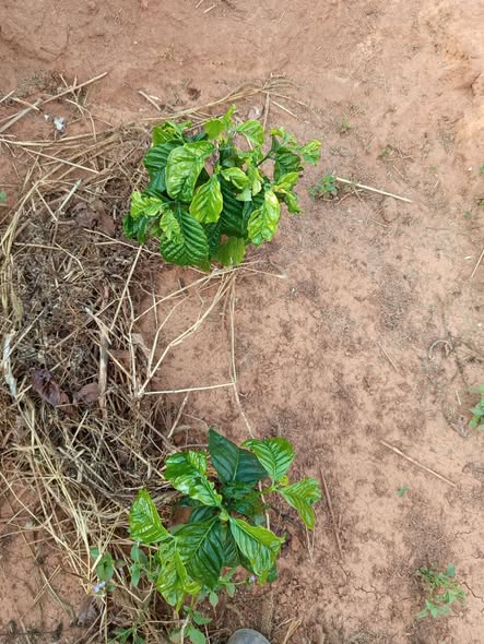 Đất Vườn Đăk Hà, Kon Tum - 1.8 Héc, Trồng Cà Phê, Pháp Lý Rõ Ràng