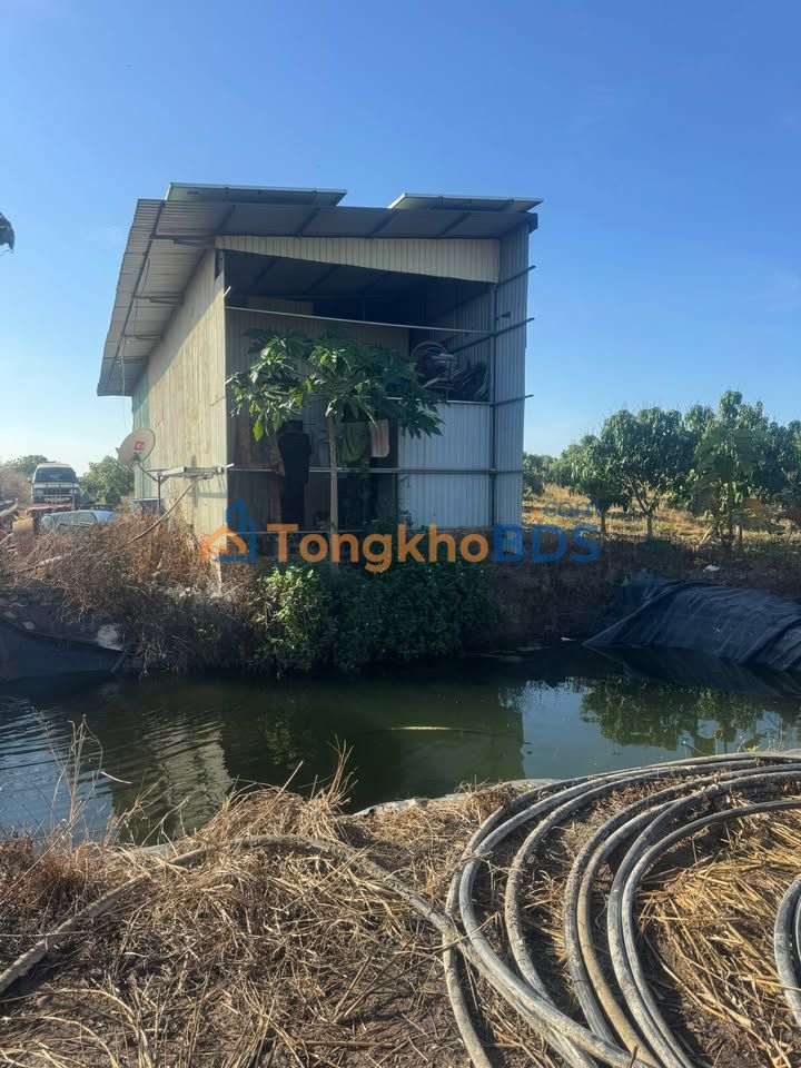 Bán Gấp Farm 8ha Ea Súp Đắk Lắk - 5ha Xoài, 1ha Dừa, Sổ Đỏ