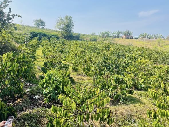 Farm Cà phê 4700m² Đắk Hà - Kinh doanh ổn định, Sẵn sàng khai thác