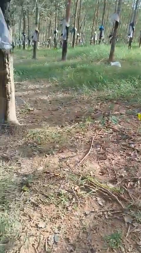 Bán Rẫy Cao Su 2.7ha Đắk Hà, Kon Tum - Sẵn Sàng Chuyển Đổi