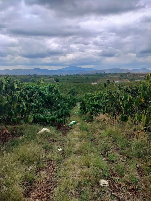 Đất rẫy cà phê Đăk Mar 2880m² 1 tỷ - Sổ đỏ chính chủ