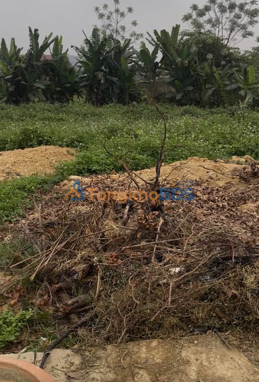 Bán Đất Nông Tiến Tuyên Quang 60m² - Ô tô vào tận nơi, dân cư đông đúc