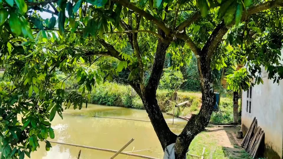 Đất Vườn Kon Tum 2ha - Sổ Hồng Riêng, Trồng Cà Phê Kinh Doanh