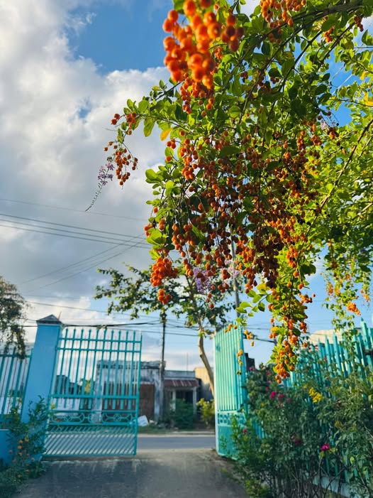 Bán Đất Thổ Cư 345m² Đắk Hà, Kon Tum - Sổ Đỏ Sẵn Sàng