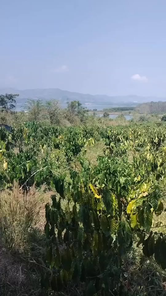 Bán đất 3240m² Đăk Hà, Kon Tum - Sẵn sàng canh tác, tưới tiêu thủy điện