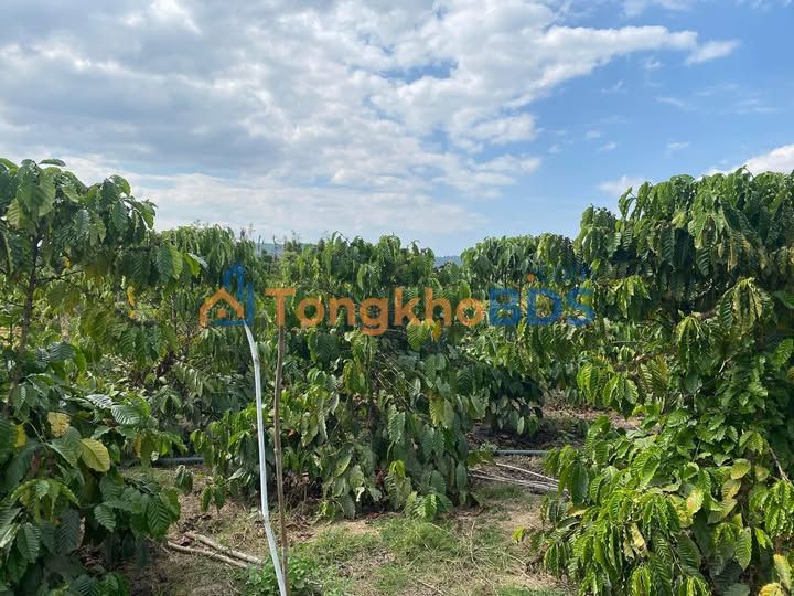 Bán Đất Cà Phê 350tr/sào tại Di Linh, Lâm Đồng - 360m² Đất Tơ