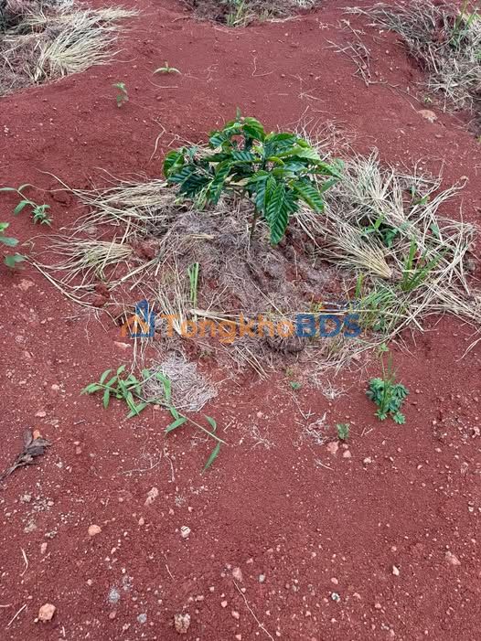 Đất nền Phúc Thọ Lâm Hà 5.500m² 2,65 tỷ - Sổ đỏ chính chủ