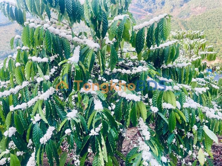 Đất Đạ K' Nàng 1.800m² giá 650 triệu - Đường to ô tô