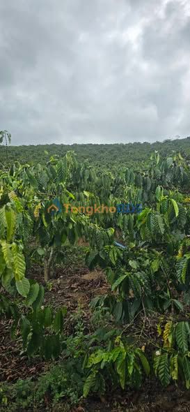 Đất nền Lâm Hà 12.298m² 4 tỷ - Sổ đỏ chính chủ