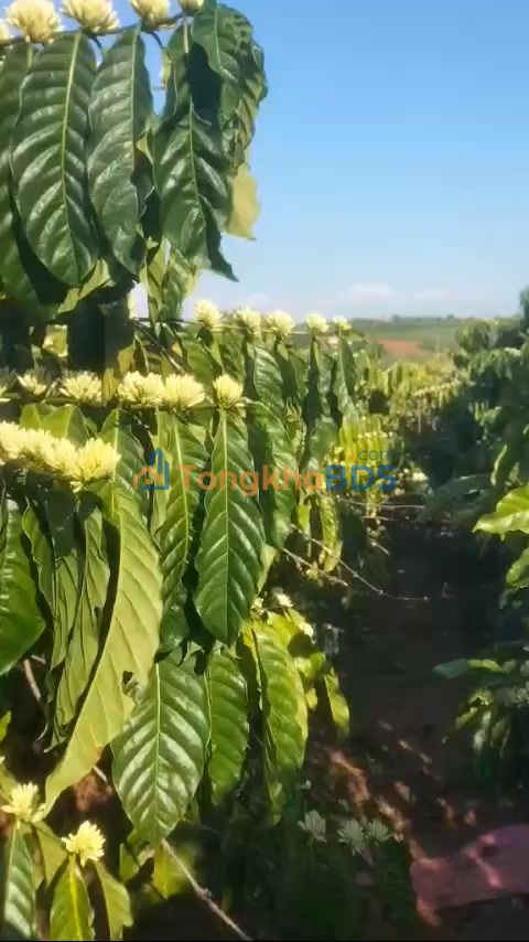 Đất nền Tân Hà 11.000m² 4,5 tỷ - Đường to ô tô