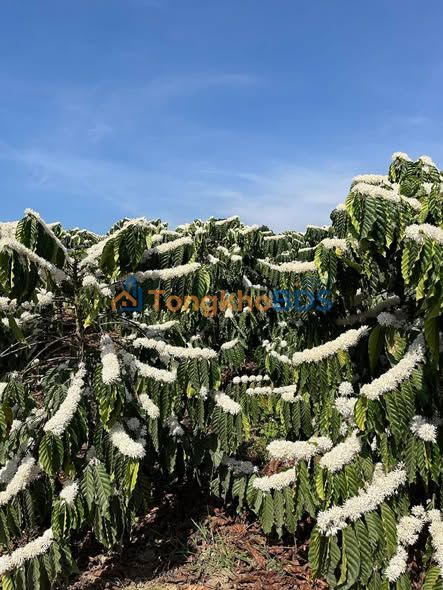 Đất Tân Hà Lâm Đồng 1ha 3.6 tỷ - Sổ đỏ chính chủ