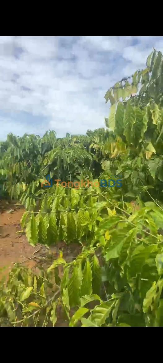 Đất Mặt Đường Bê Tông Tân Hà, Lâm Hà - 200m² Sổ Sẵn, Giá 3.4 Tỷ