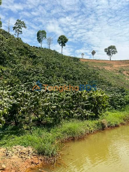 Đất vườn Tân Hà Đam Rông 1,7ha 1.4 tỷ - Đầu tư dài hạn