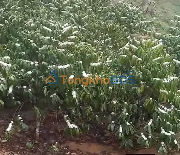 Bán Đất Vườn Lâm Hà 18000m² Giá 1.25 Tỷ - Tiềm Năng Kinh Tế Vượt Trội