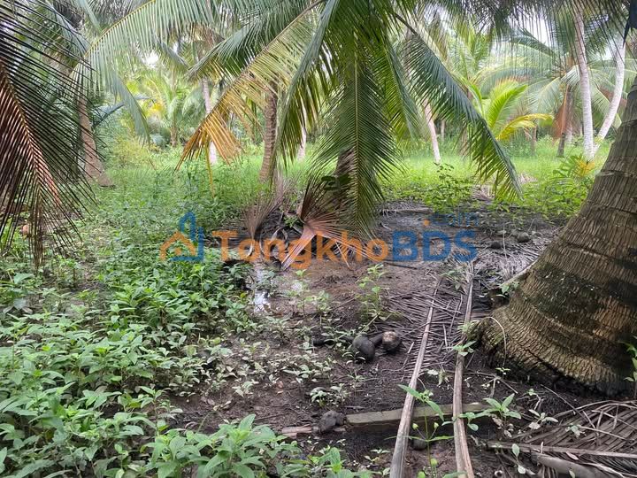 Bán Đất Vườn Dừa 8400m² Bến Tre - Giá Đầu Tư Tốt