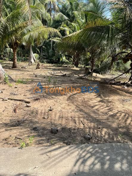 Bán Gấp Đất Vàng Xã Tân Trung, Mỏ Cày Nam - 294m² Chỉ 249 Triệu