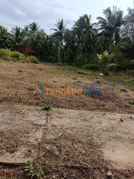 Bán Gấp Đất Nền Vĩnh Long 261m² - Giá 300 Triệu, Sổ Hồng Rõ Ràng