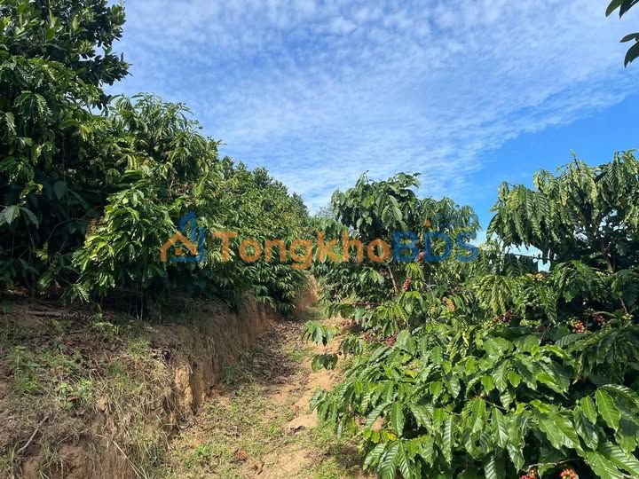 Đất Đạ Đờn Lâm Hà 3060m² 1,19 tỷ - Sổ đỏ chính chủ