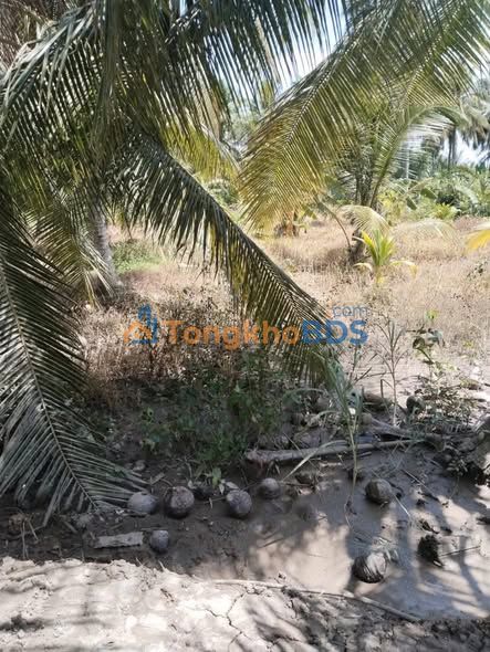 Bán Đất 1300m² Huyện Mỏ Cày Bắc, Bến Tre - Sẵn Sàng Xây Dựng