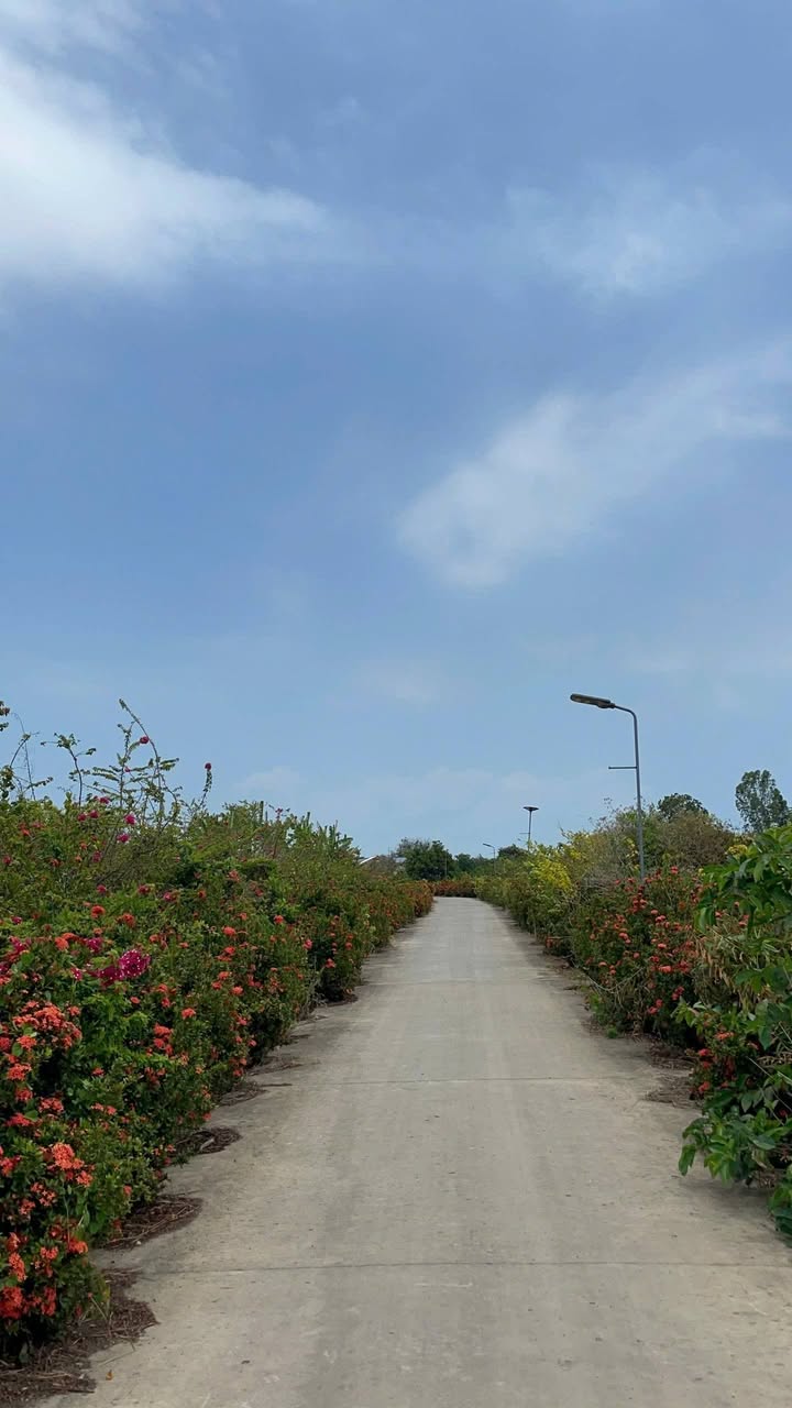 Đất Thổ Cư 236m² Tân Phú Đông, Tiền Giang - Giá 278 Triệu