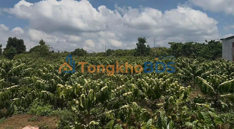 Bán Đất Vườn Lâm Hà, Lâm Đồng - 2.1ha Đất Đỏ Bazan, Sẵn Sổ Hồng