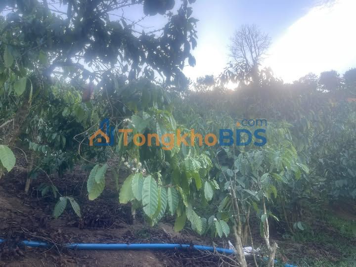 Bán Đất Vườn Đạ K' Nàng, Lâm Đồng 7000m² - Giá Đầu Tư 1.5 Tỷ