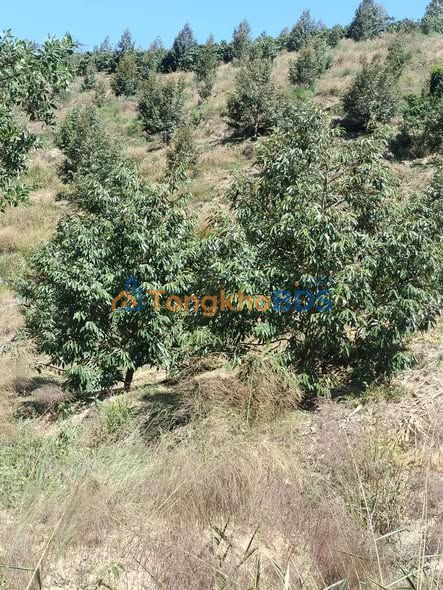 Bán Gấp Farm 10ha Đam Rông - 4ha Sầu Riêng Thu Trái, Giá 5.5 Tỷ