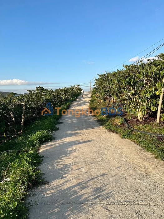 Bán 3 Sào Cà Phê Sổ Hồng Riêng - TT Phú Thiện, Gia Lai - 1.2 Tỷ