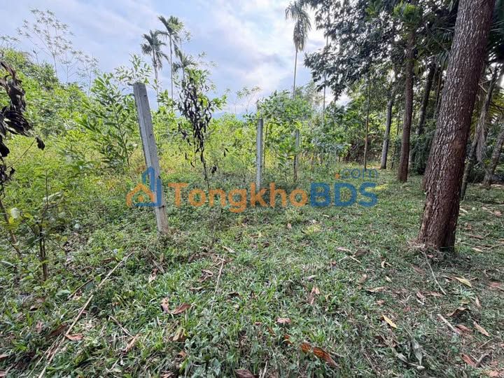 Đất Nền Tân Lạc, Hoà Bình 1184m² Sổ Hồng Thổ Cư - Giá Đầu Tư Hấp Dẫn