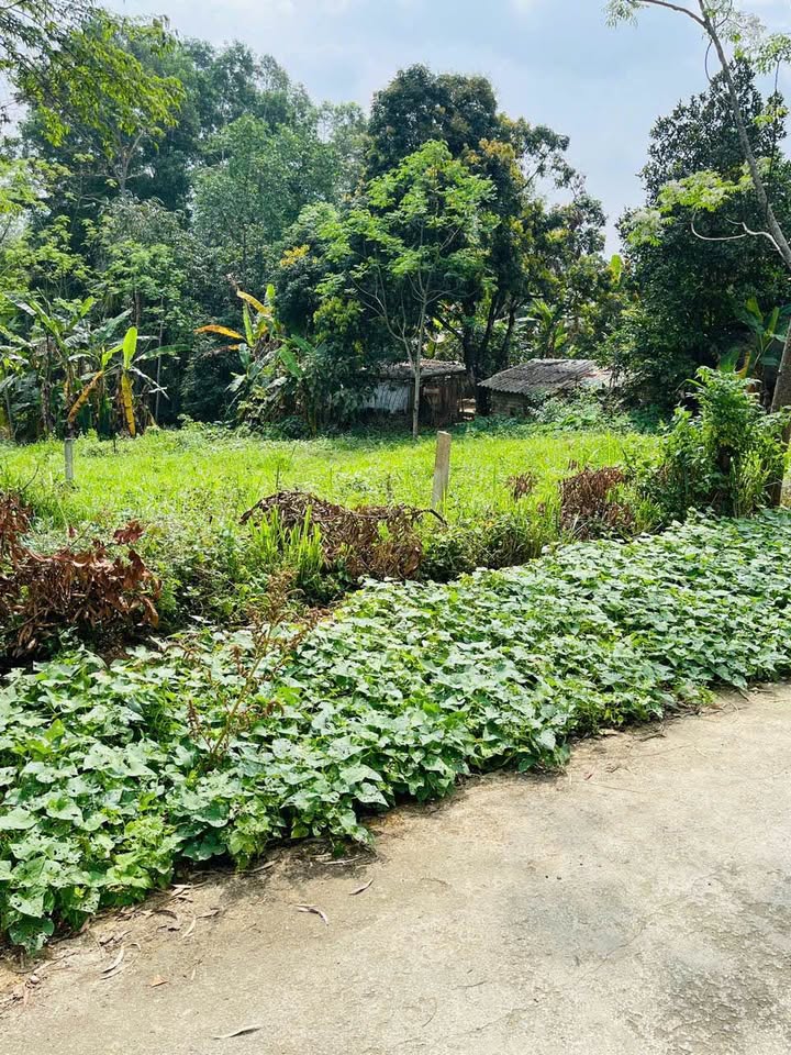 Đất nền 121.7m² TP Việt Trì - Sổ đỏ sẵn, giá 1.4 tỷ