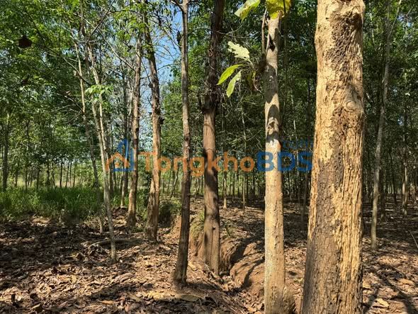 Đất vườn Đồng Phú 2.232m² giá 0.9 tỷ - Đầu tư dài hạn