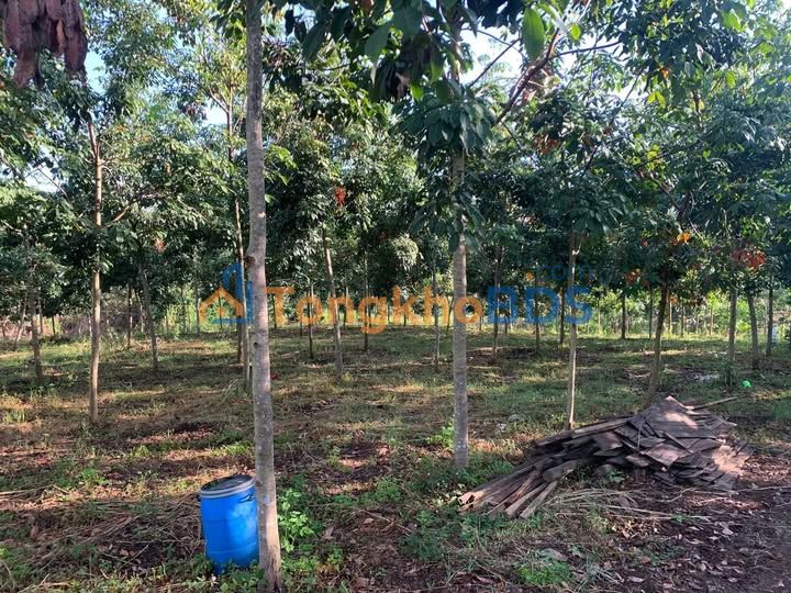 Farm Ấp 9 Thanh Hòa 11.656m² 1.7 tỷ Sổ đỏ