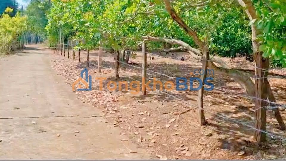 Bán Gấp Đất Vườn 4000m² Hưng Phước, Bình Phước - Sổ Vuông Đẹp, Giá 850 Triệu