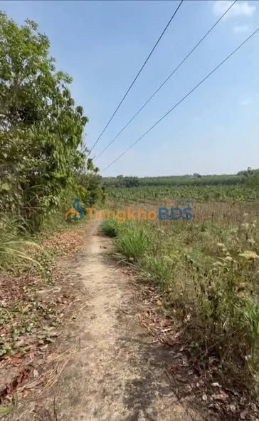 Đất Nền Mặt Tiền Đường Bê Tông, 2010m² Tại Đồng Xoài, Bình Phước - Giá Tốt