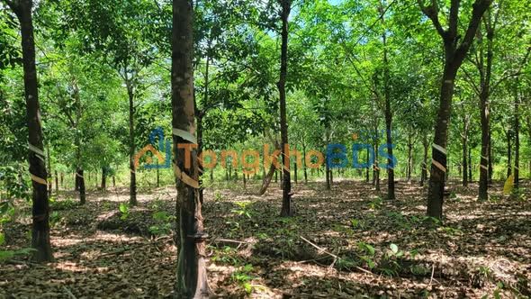 Đất nền Lộc Thạnh 30ha 1,05 tỷ - Hạ tầng hoàn thiện