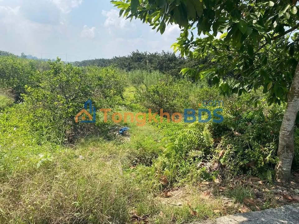 Đất Vĩnh Long 10.000m² Mặt Tiền Lộ Nhựa - Sẵn Sàng Đầu Tư