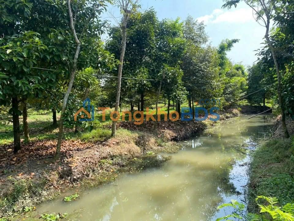 Bán Gấp Vườn Sầu Riêng Vàm Bi Cần Thơ 2000m² - Giá 999 Triệu