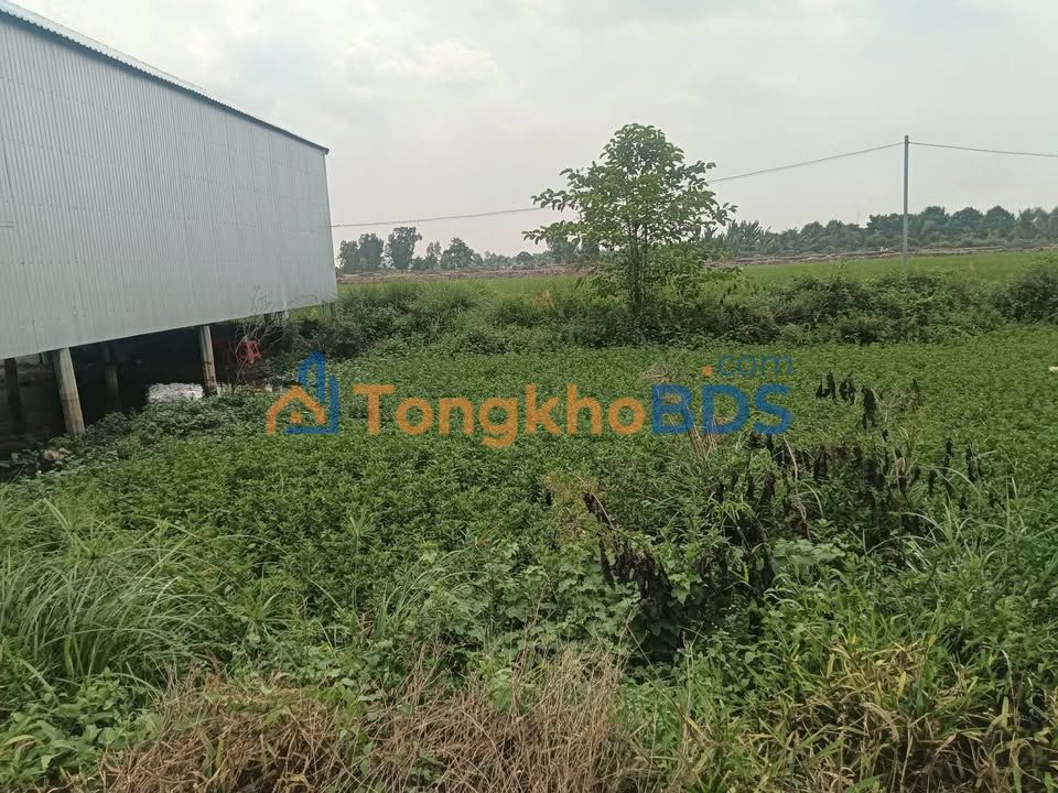 Bán Đất Cây Lâu Năm Cờ Đỏ 315m² - Sổ Hồng Sẵn Sàng