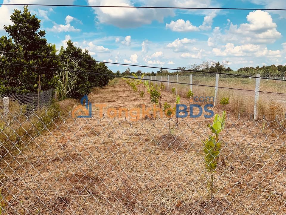 Bán Đất Nền 1124m² Xã Trường Long, Cần Thơ - Giá Tốt, Sẵn Sổ