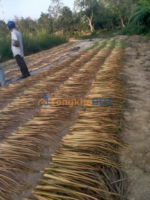 Đất nền Ba Sao 560m² 400 triệu - Sổ đỏ chính chủ