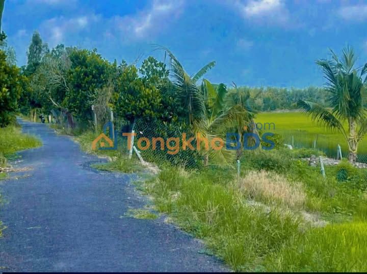 Đất Hưng Thạnh Tháp Mười 79 công 14.22 tỷ - Sổ đỏ chính chủ