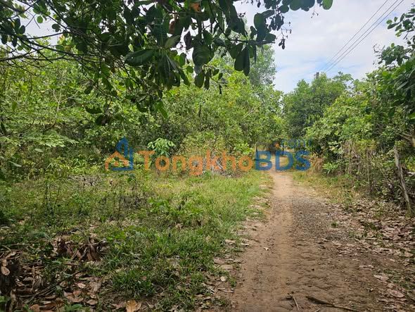 Bán Gấp Đất Vườn 18.000m² Lộc Hiệp, Bến Cát - Sẵn Nhà Cấp 4, 200m² Thổ Cư