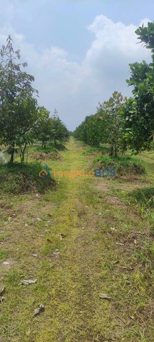 Đất nền Cai Lậy 16.534m² 9.09 tỷ - Tiềm năng tăng giá