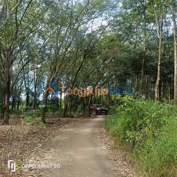 Bán 8.7 Sào Cao Su Đồi Cao Hưng Phước, Bình Phước - 1.25 Tỷ