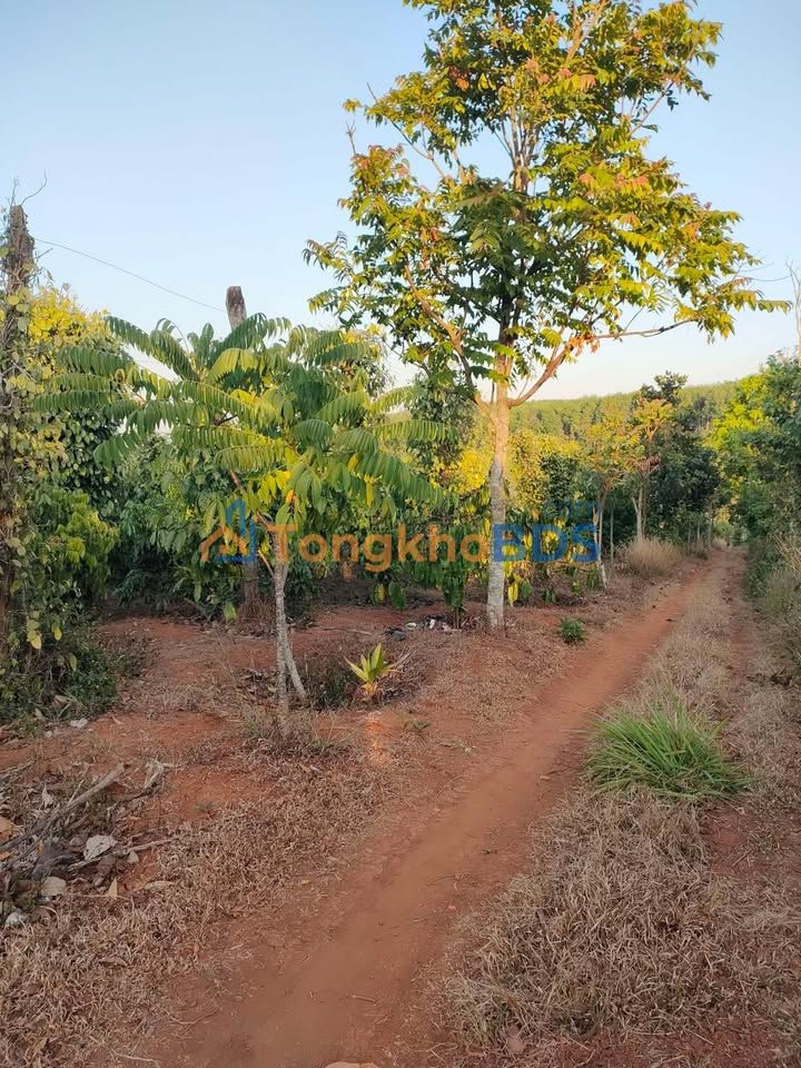 Bán Gấp 2520m² Đất Đỏ Ea Hồ, Krông Năng - Giá Đầu Tư Chỉ 300 Triệu