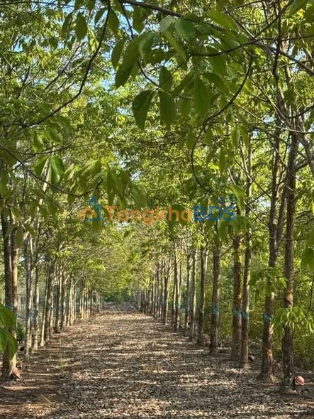 Bán gấp 5ha cao su 4 năm tuổi, mặt nhựa xã Tân Tiến, Bình Phước - 1.4 tỷ/ha
