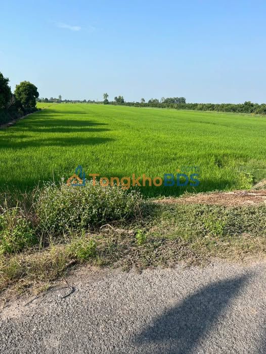 Đất Vườn Đồng Tháp - 23.000m² Mặt Tiền Rộng 65m, Giá Đầu Tư 26 Tỷ